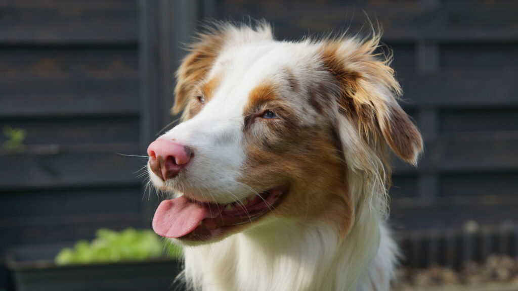Oscar the Mini Aussie