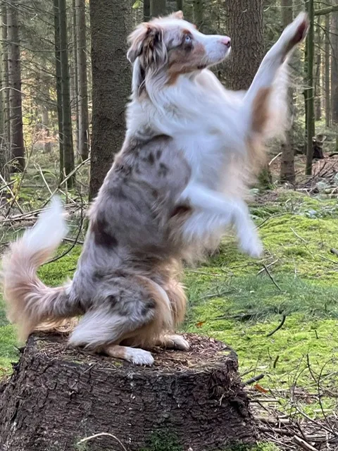 Oscar, der Mini Aussie
