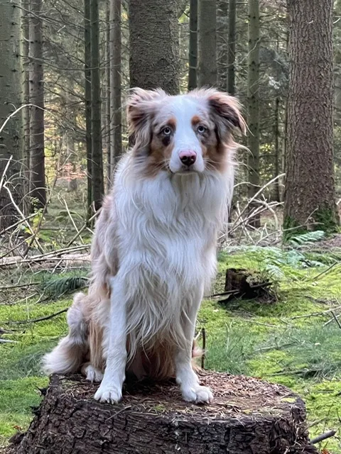 Oscar, der Mini Aussie